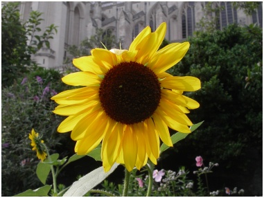 The Washington National Cathedral