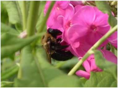 The Washington National Cathedral