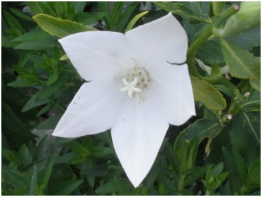 The Washington National Cathedral